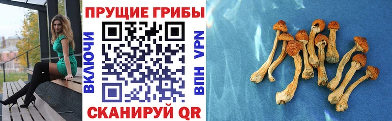 Псилоцибиновые грибы прущие грибы  Дрезна 